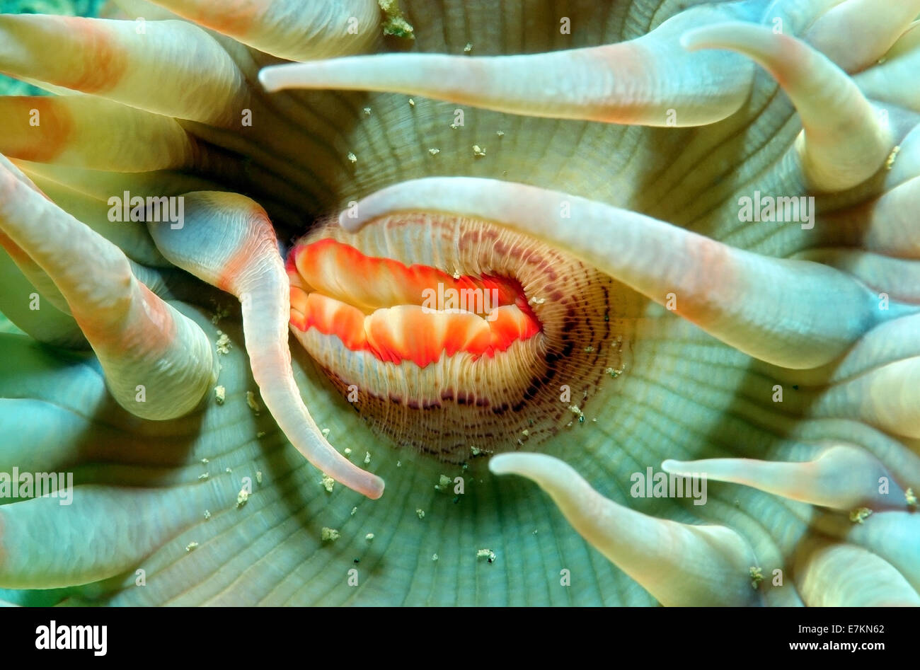 Stomphia anemone marittimo (Stomphia coccinea) Mare Bianco, Carelia, artiche, Federazione russa Foto Stock