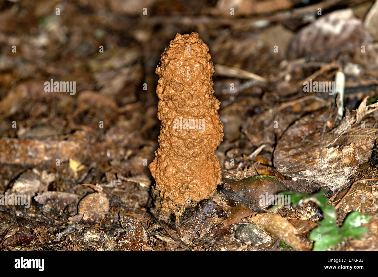 Fango-tubo della cicala specie larva costruito poco prima di emergere come un adulto, Tambopata National Reserve, di Madre de Dios, Perù Foto Stock