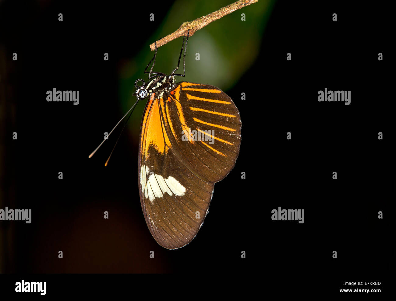 Sleeping farfalle tropicali Heliconius erato, famiglia Nymphalidae, Tambopata National Reserve, di Madre de Dios, Perù Foto Stock