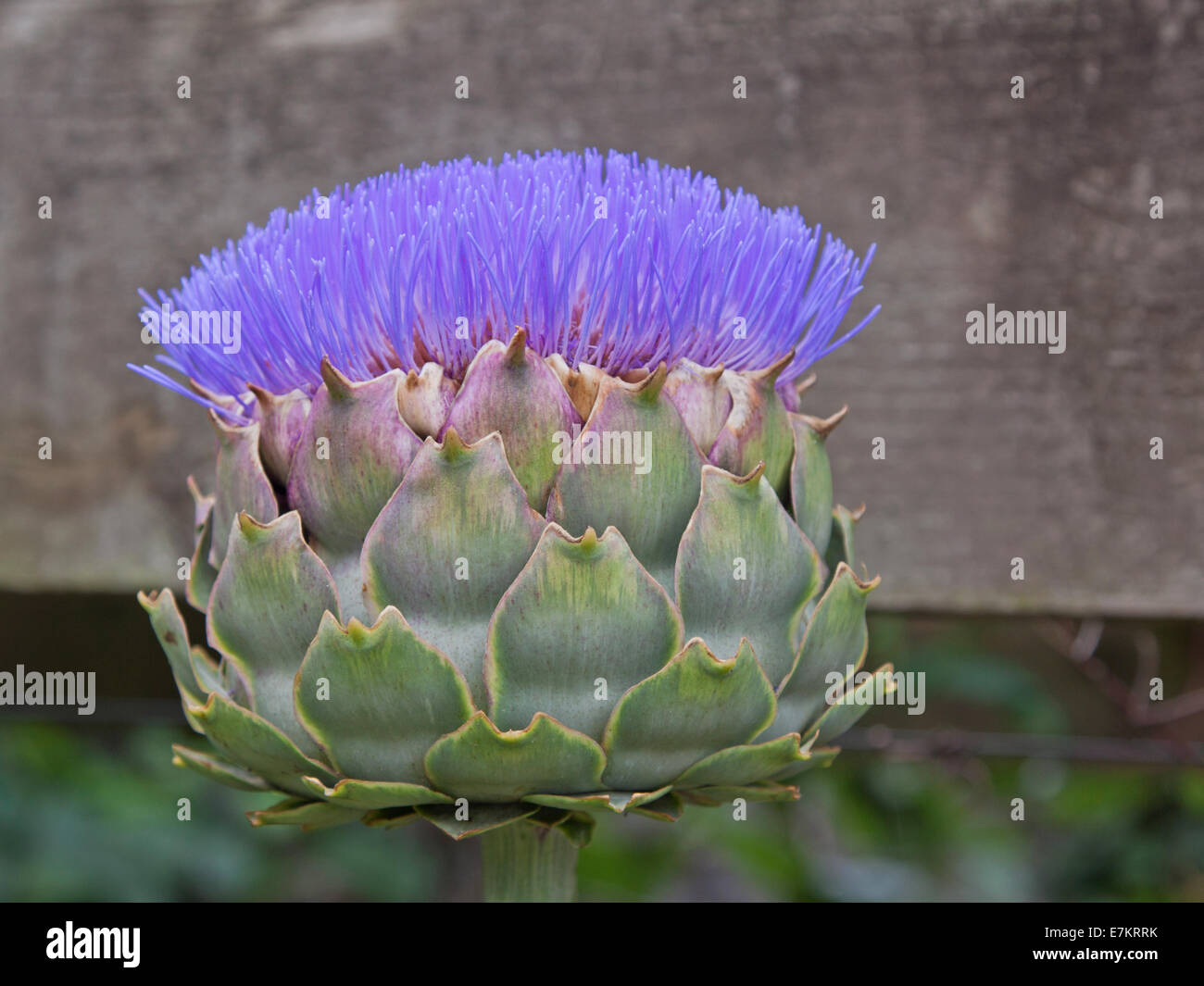 Blooming thistle-come il fiore di carciofo Foto Stock