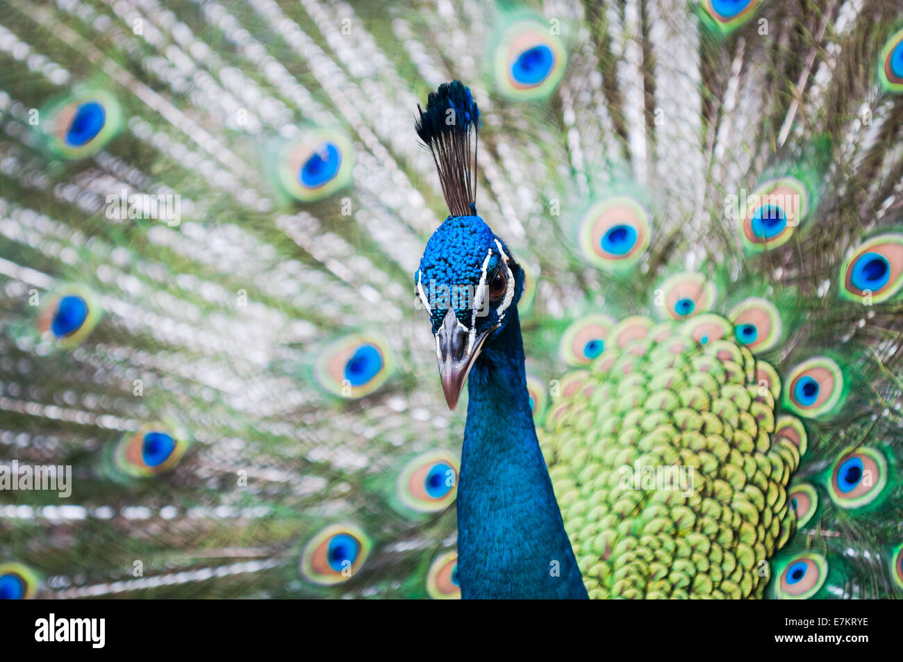 Un indiano peacock (Pavo cristatus) a KL Parco degli Uccelli di Kuala Lumpur in Malesia. Foto Stock