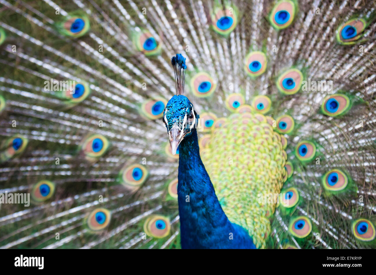 Un indiano peacock (Pavo cristatus) a KL Parco degli Uccelli di Kuala Lumpur in Malesia. Foto Stock