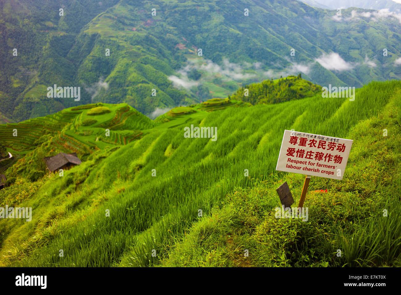 Longji riso,terrazze, Cina, noto come il Dragon's Backbone. Foto Stock