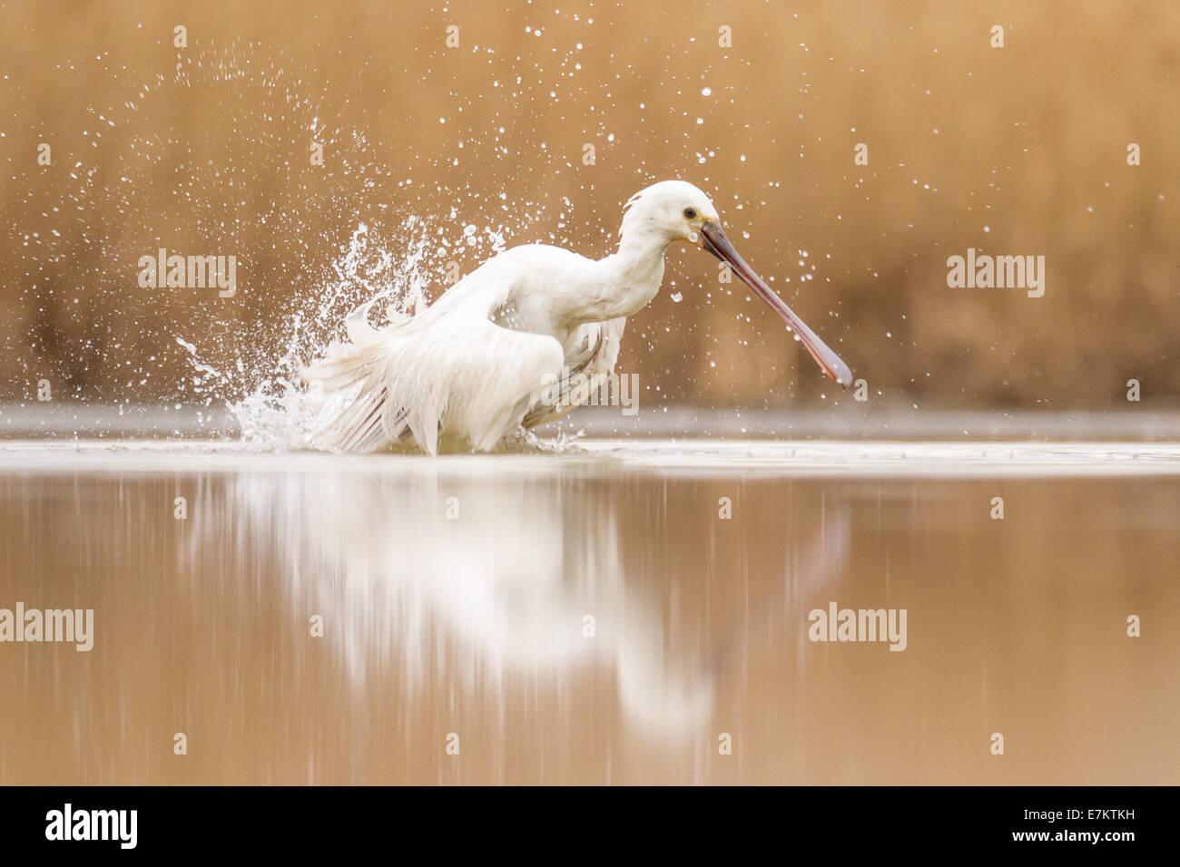 Eurasian Spatola (Platalea leucorodia) la balneazione in una palude poco profonda Foto Stock