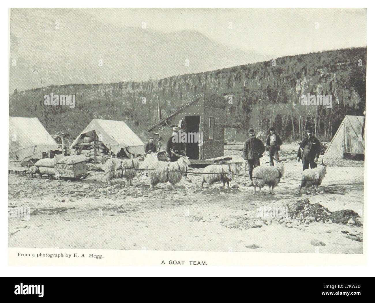 Questa illustrazione del 1899 di Hitchcock mostra una squadra di capre usata per il trasporto a Dawson, nello Yukon. La scena raffigura l'uso unico delle capre nel trasporto settentrionale, riflettendo le soluzioni pratiche impiegate in ambienti difficili. Foto Stock