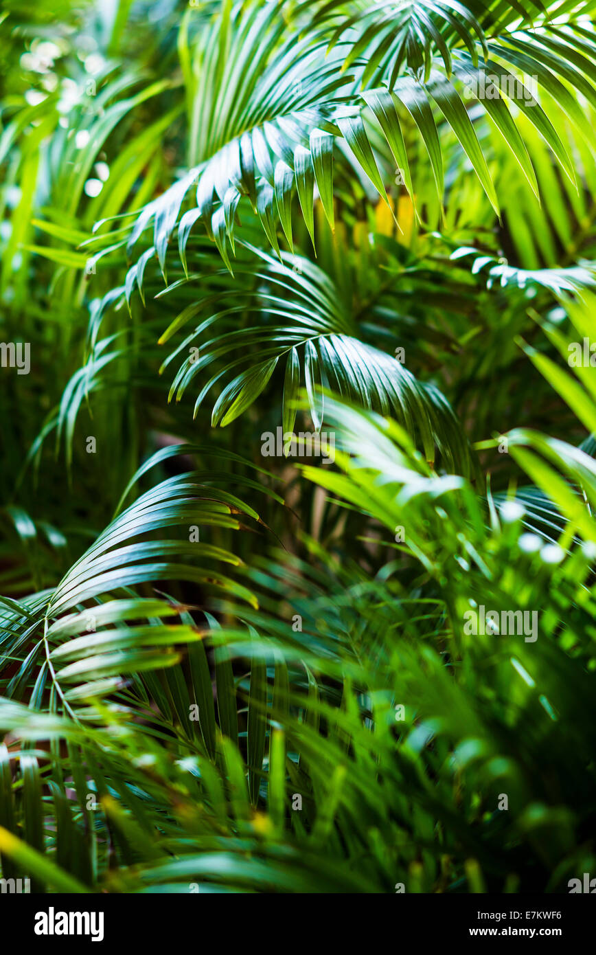Esotici tropicali foglie di palmo sfondo vegetale Foto Stock