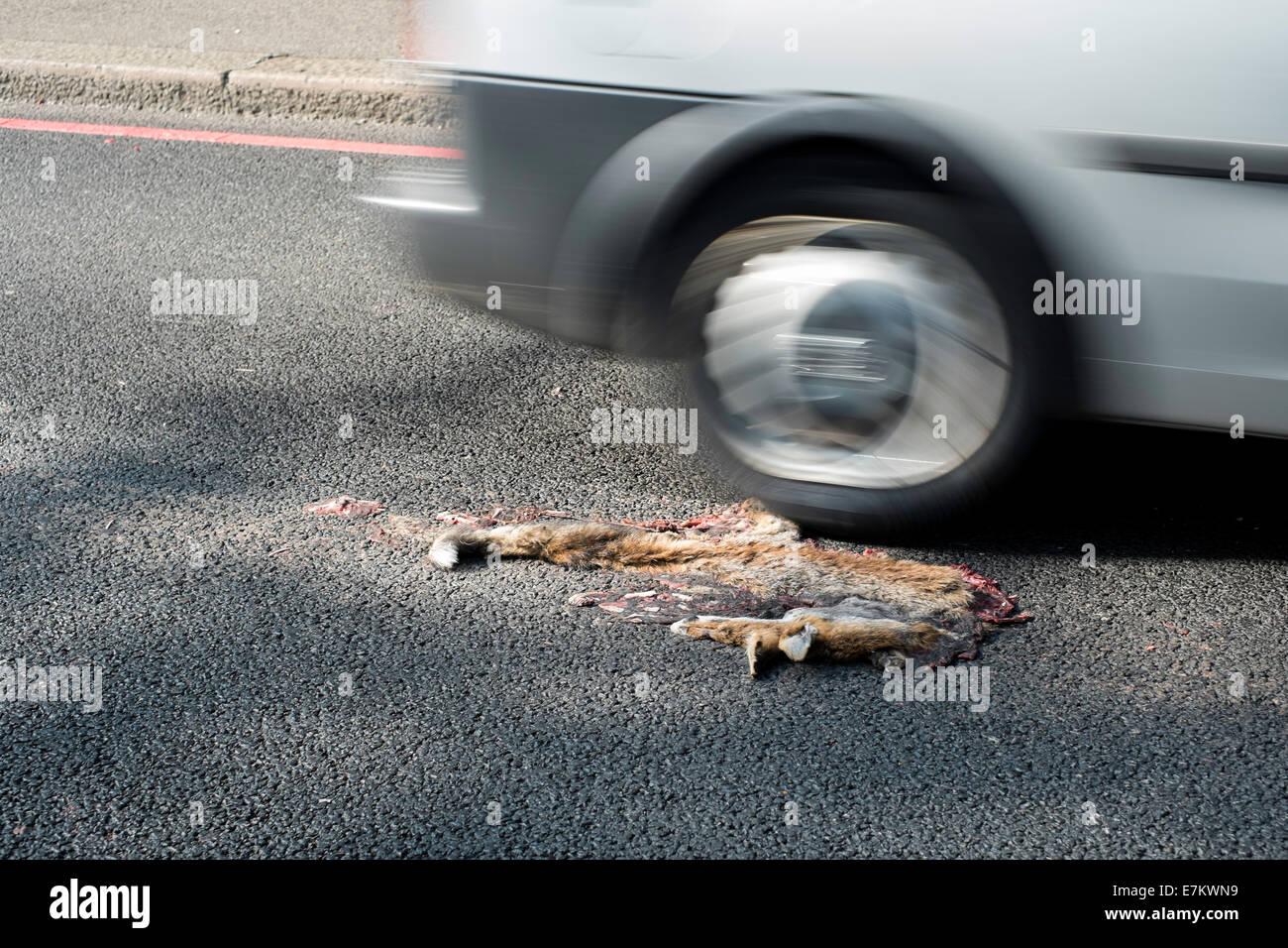 Dead fox run su una vettura di Londra, Regno Unito Foto Stock