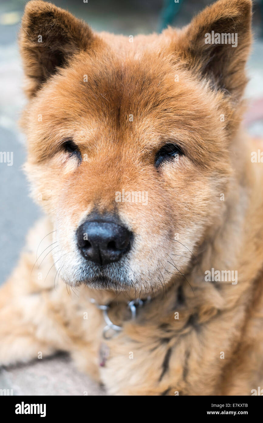 Chow Chow due cani in un giardino Foto Stock