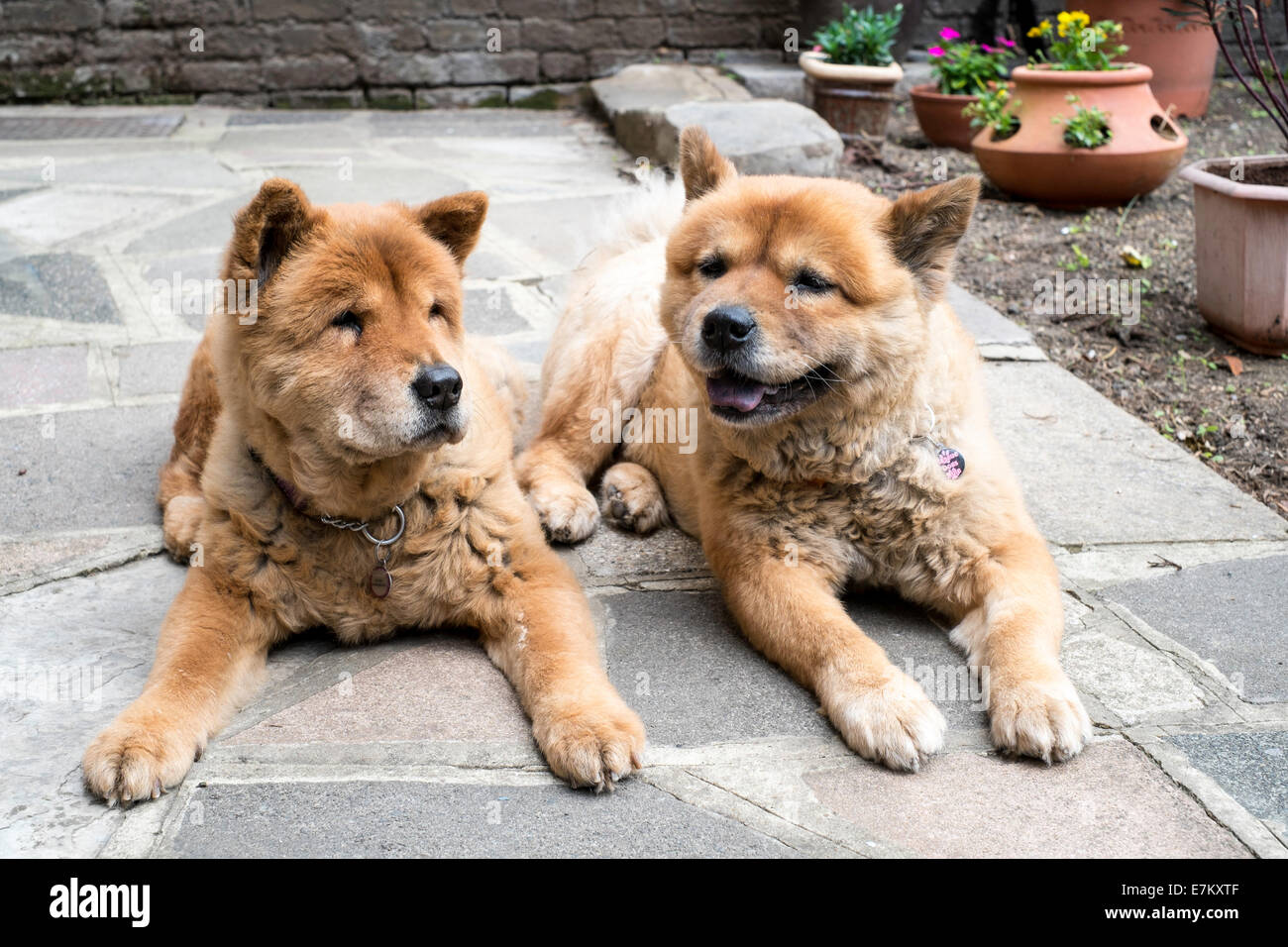 Chow Chow due cani in un giardino Foto Stock Chow Chow due cani in un giardino Foto Stock
