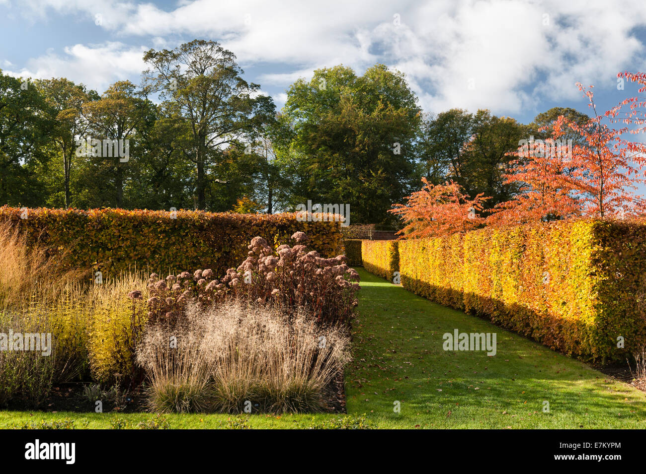 Scampston Walled Garden. Beech hedge con Deschampsia cespitosa Goldtau, Eupatorium maculatum Atropurpureum, Molinia trasparente Foto Stock