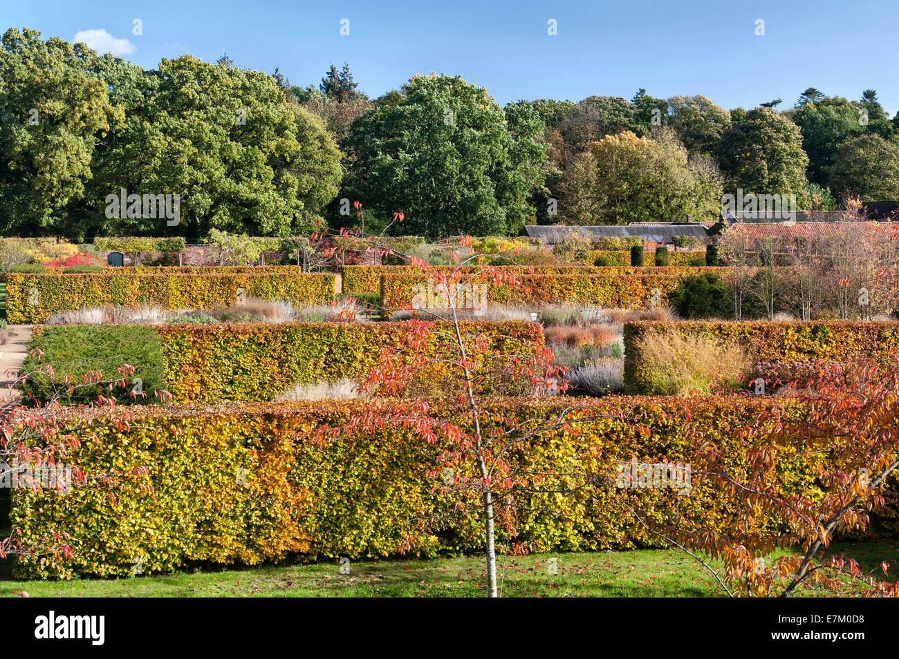 Scampston Walled Garden, nello Yorkshire, progettato da Piet Oudolf. Le siepi di faggio sono spettacolari in autunno Foto Stock