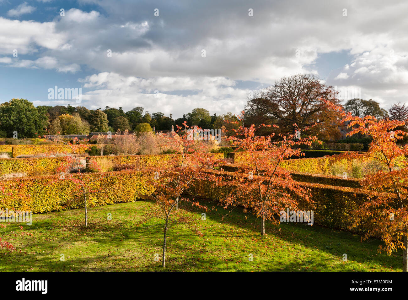 Scampston Walled Garden, nello Yorkshire, progettato da Piet Oudolf. Le siepi di faggio sono spettacolari in autunno Foto Stock