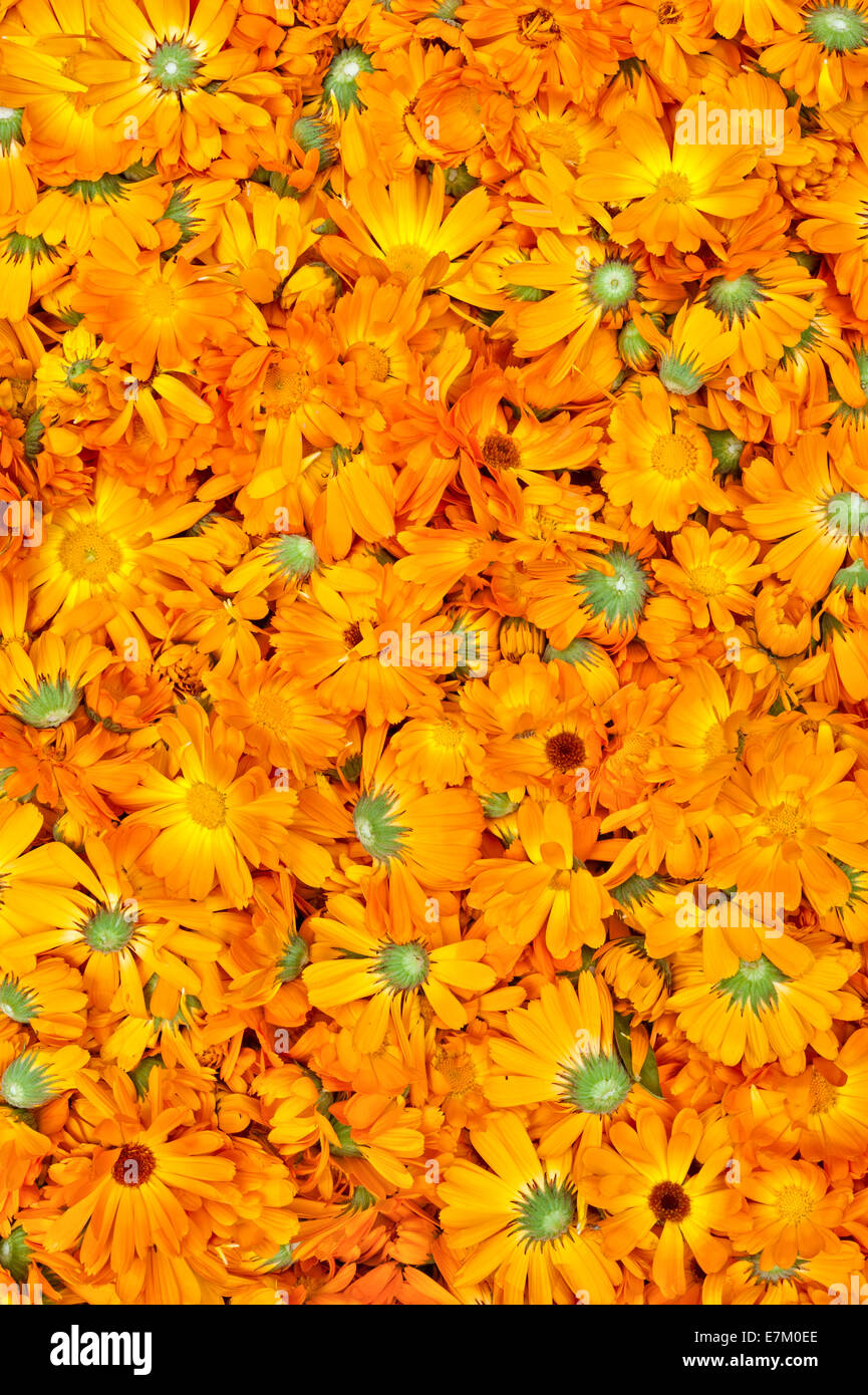 Calendula (calendula) fiori raccolti per uso come un rimedio a base di erbe, per essere trasformato in una crema lenitiva, a Herbfarmacy, Herefordshire Foto Stock