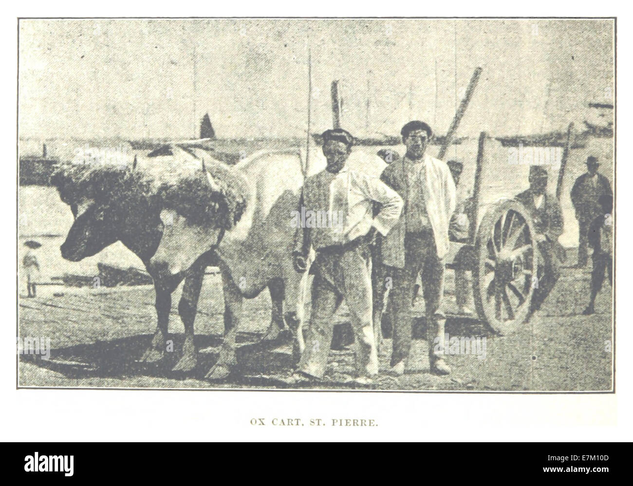 Un'illustrazione del 1895 di Prowse raffigurante un carro di buoi a St. Pierre, Terranova. L'immagine offre uno sguardo sui metodi di trasporto utilizzati a Terranova durante la fine del XIX secolo. Foto Stock