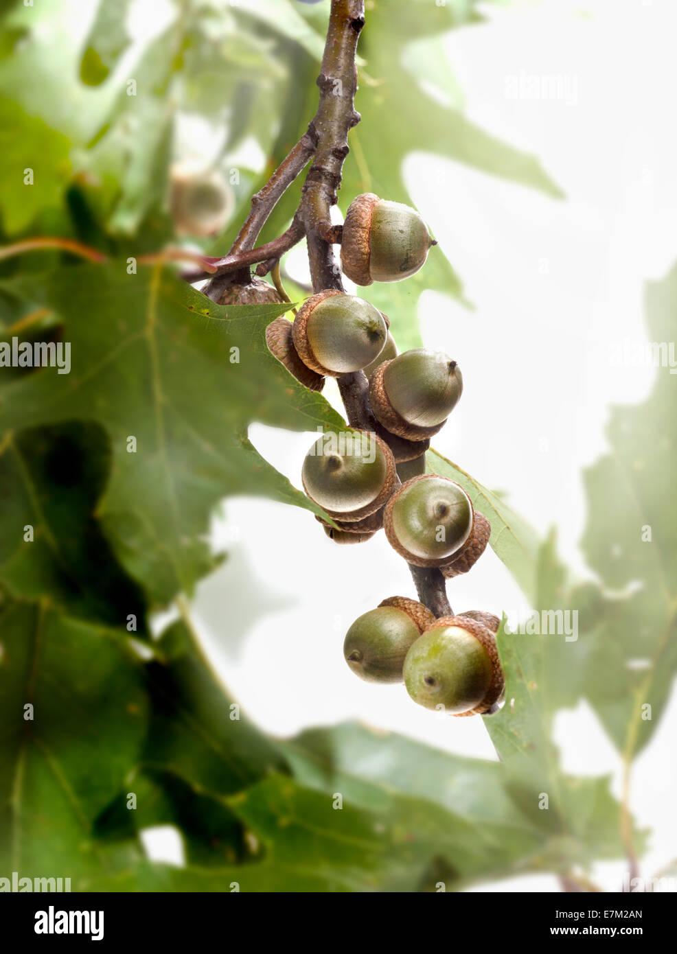 Gruppi di Acorn dadi sul ramo con foglie e chiave di alta luce in background. Verticale fotografia a colori Foto Stock
