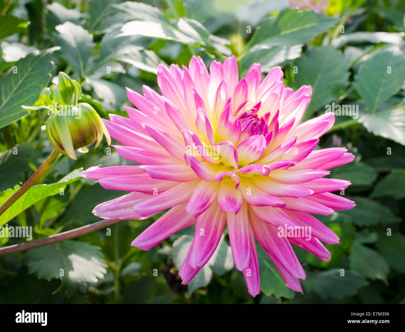 Terry dahlia 'Sabrina' fiorisce in giardino Foto Stock