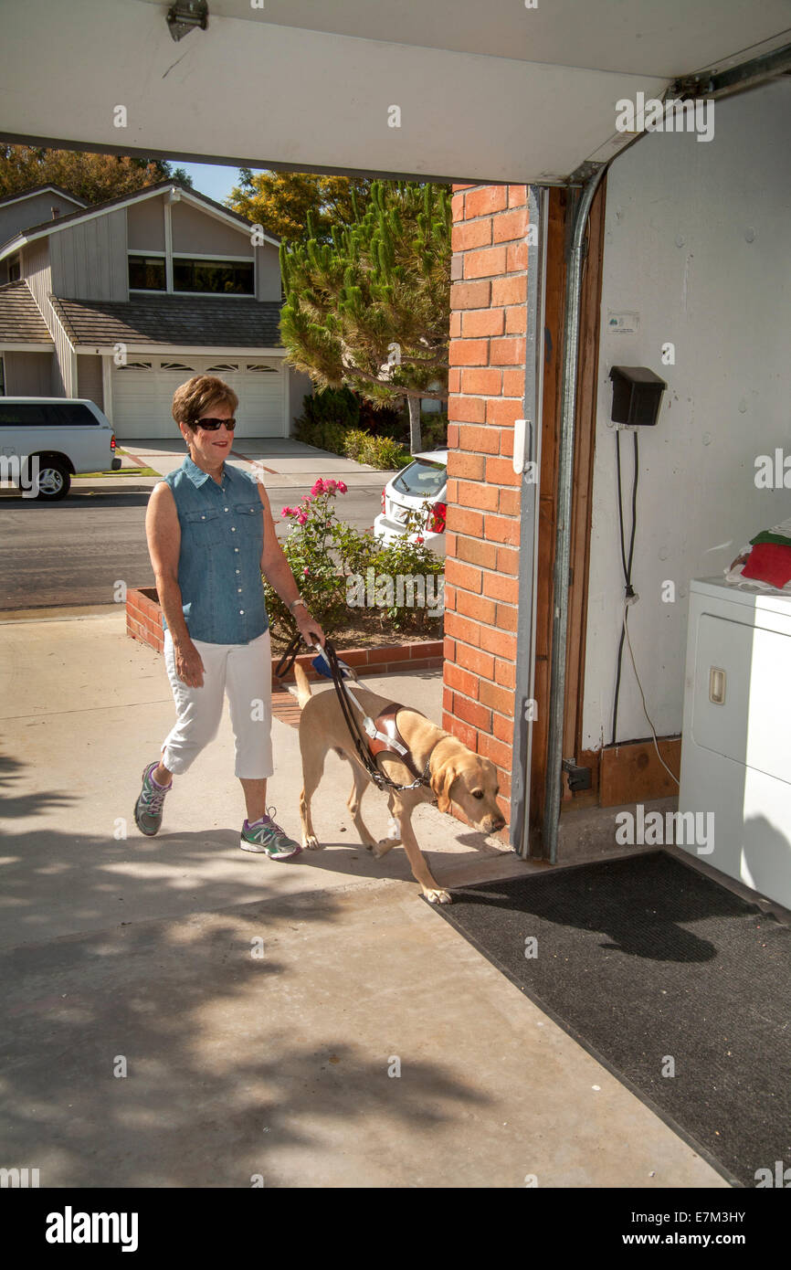 Nella zona suburbana di Irvine, CA, una donna cieca torna a casa con il suo giallo Labrador retriever cane guida indossando un cavo speciale. Foto Stock