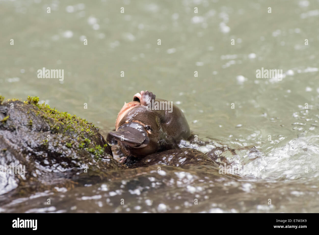 Foto di stock di un anatra fatturati platypus la scalata al di fuori dell'acqua su una roccia, altopiano di Atherton, Queensland, Australia Foto Stock