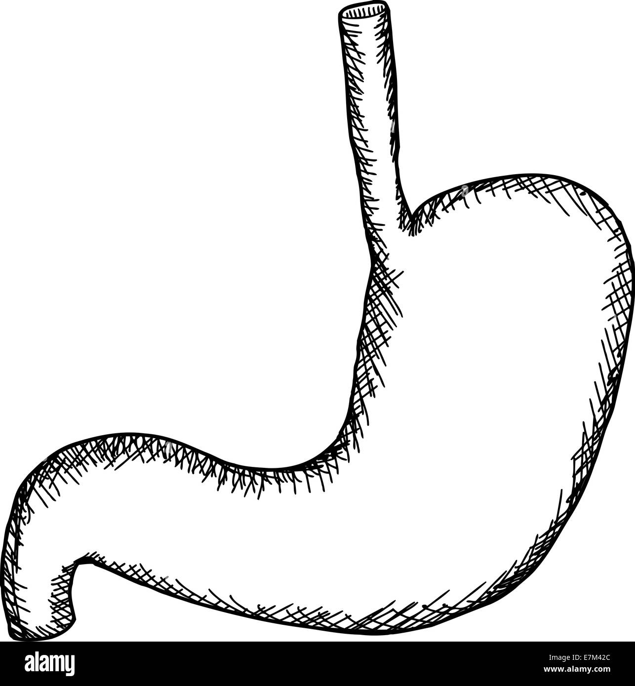 Profilo di stomaco umano su sfondo bianco Foto Stock