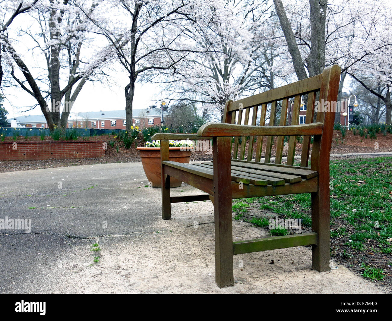 Lonely banco in un parco con alberi in fiore in background Foto Stock