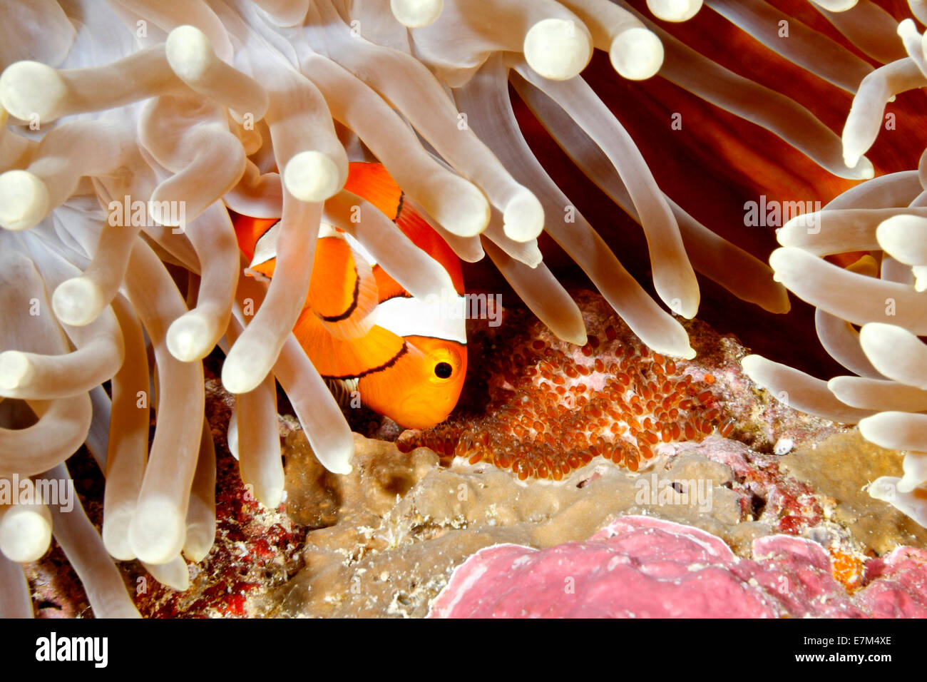 Clown Anemonefish, Amphiprion percula, tendendo le uova deposte alla base dell'ospite magnifico Anemone, Heteractis magnifica. Foto Stock
