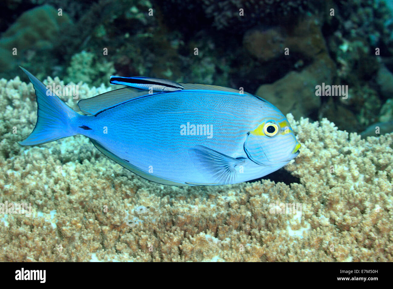 Yellowmask, Surgeonfish Acanthurus mata, con Bluestreak Wrasse, Labroides dimidiatus. Tulamben, Bali, Indonesia. Foto Stock