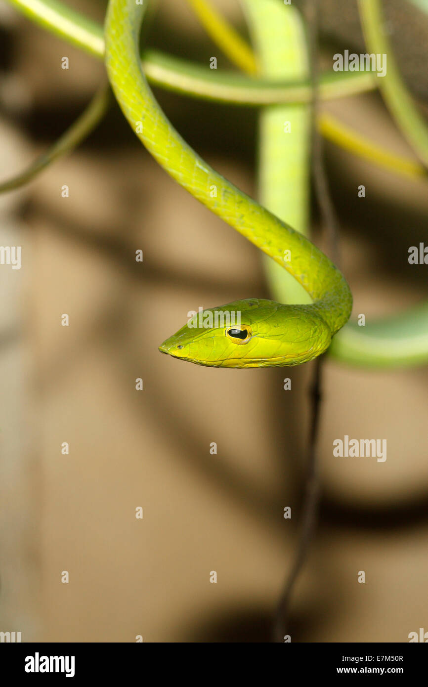 Oriental frusta Snake, noto anche come una vite verde serpente Ahaetulla prasina. Bali, Indonesia Foto Stock