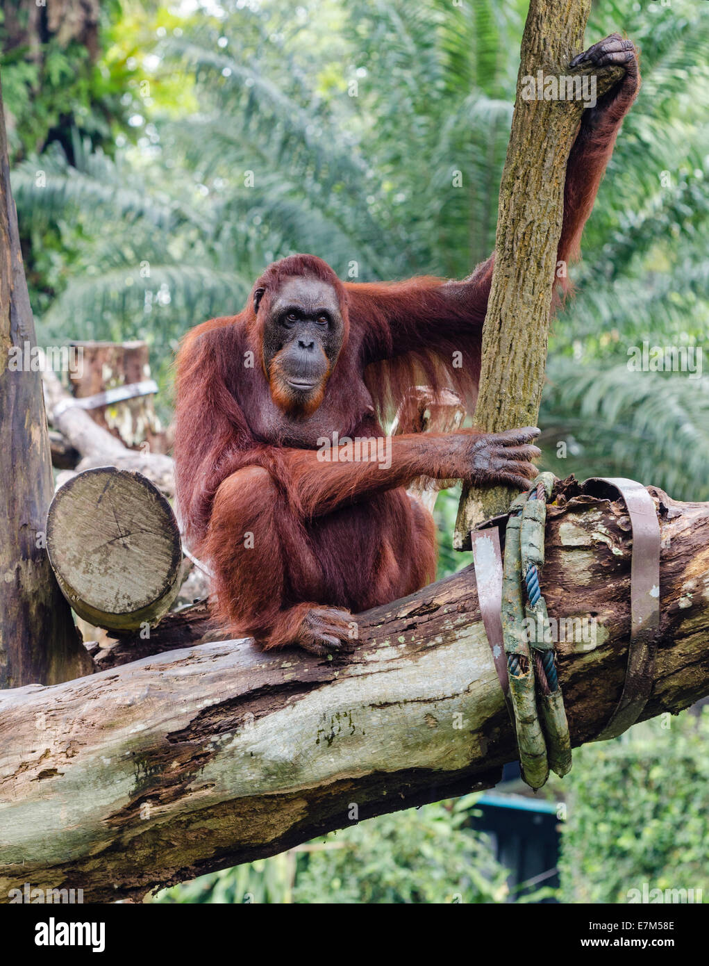 Orang Utan nel Free-Ranging Orang Utan presentano presso lo Zoo di Singapore, Singapore Foto Stock