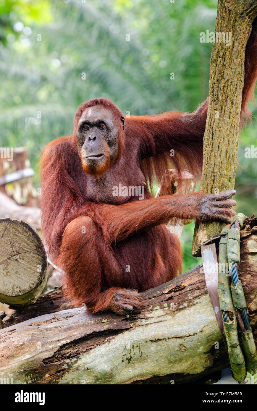 Orang Utan nel Free-Ranging Orang Utan presentano presso lo Zoo di Singapore, Singapore Foto Stock