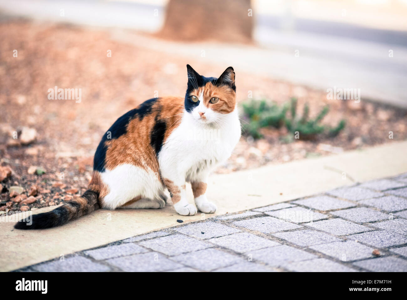 Un colorato street cat. Foto Stock