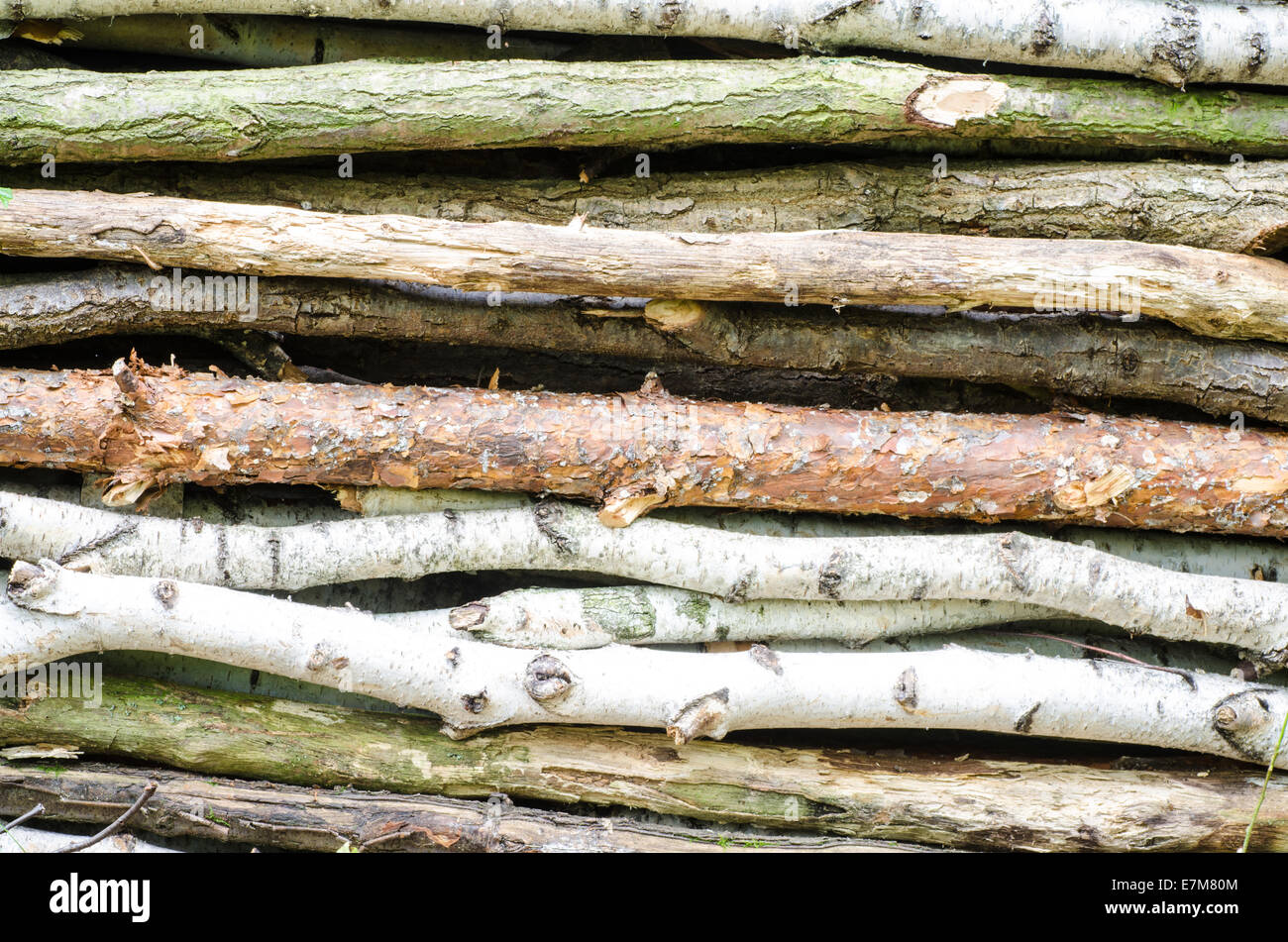 Catasta di legno nella foresta, log tagliati Foto Stock