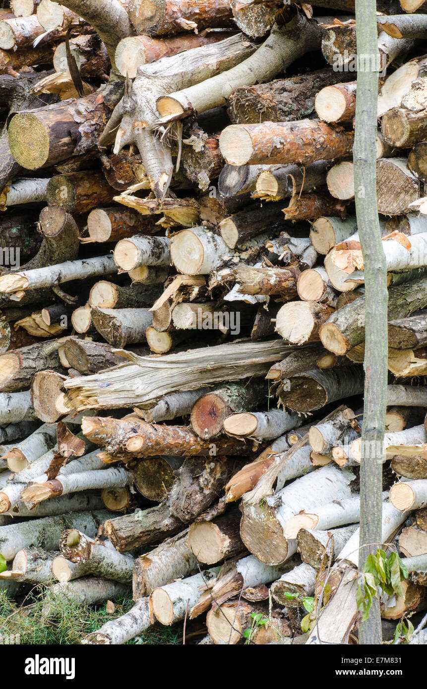 Catasta di legno nella foresta, log tagliati Foto Stock