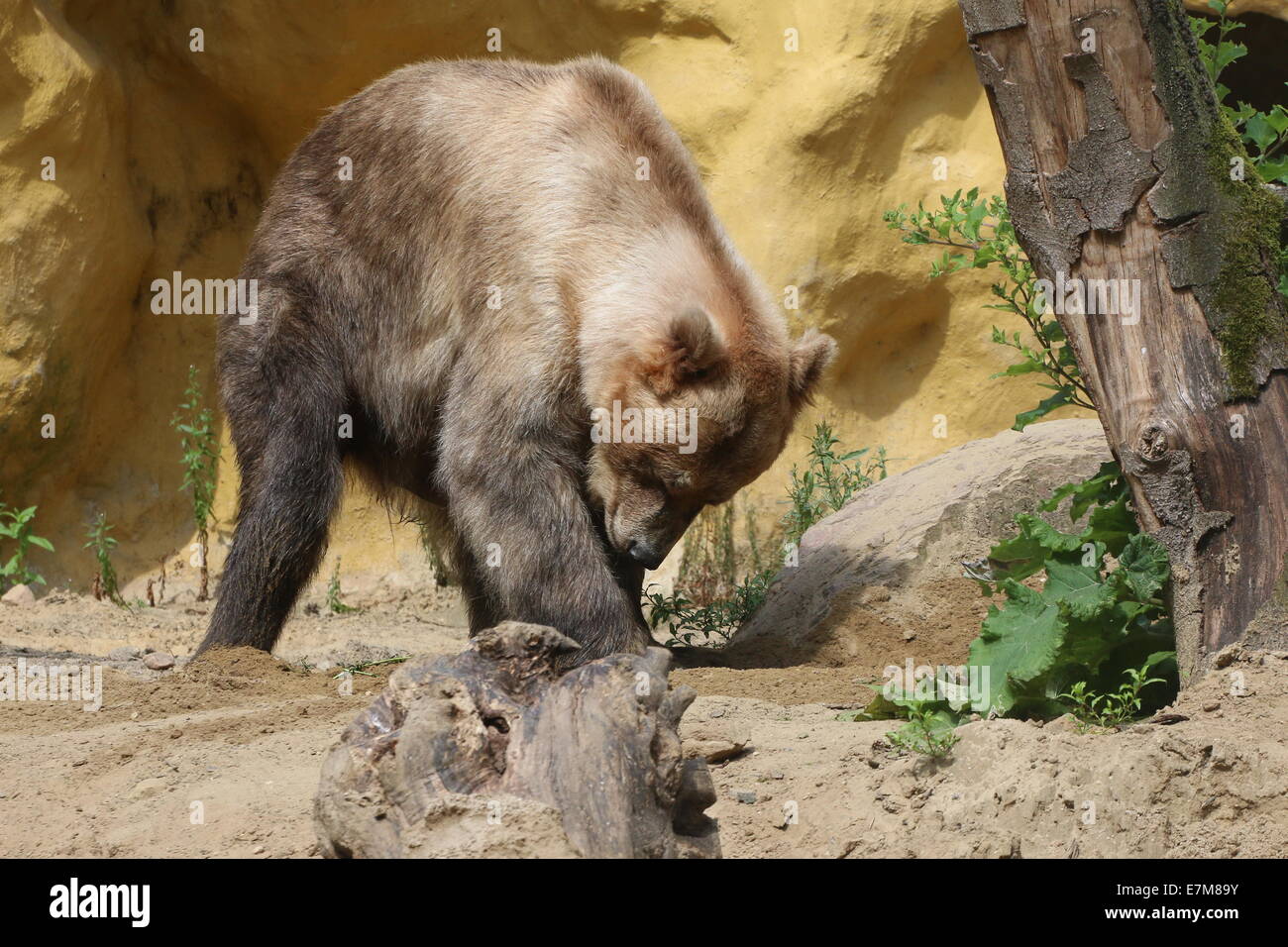 Eurasian orso bruno leccare i zampe Foto Stock