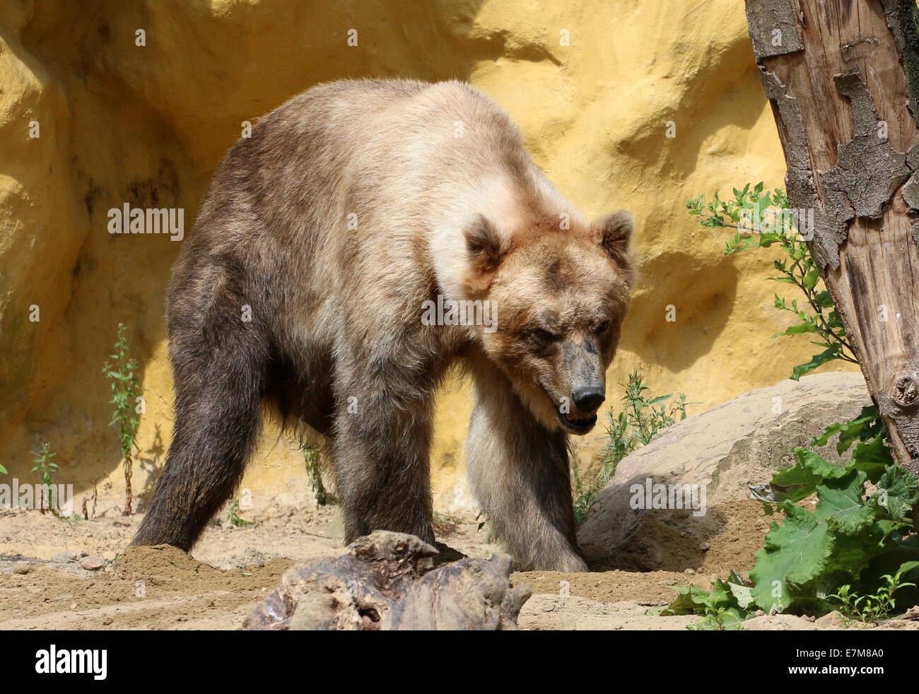 Impressionante eurasiatica maschio orso bruno in un ambiente naturale Foto Stock