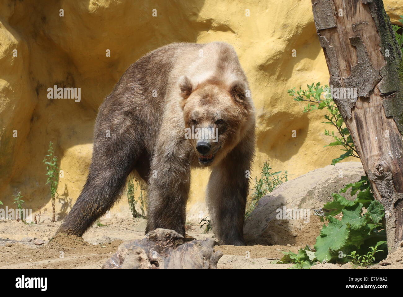 Maschio maturo Eurasian l'orso bruno (Ursus arctos arctos) a Dierenpark zoo di Amersfoort, Paesi Bassi Foto Stock