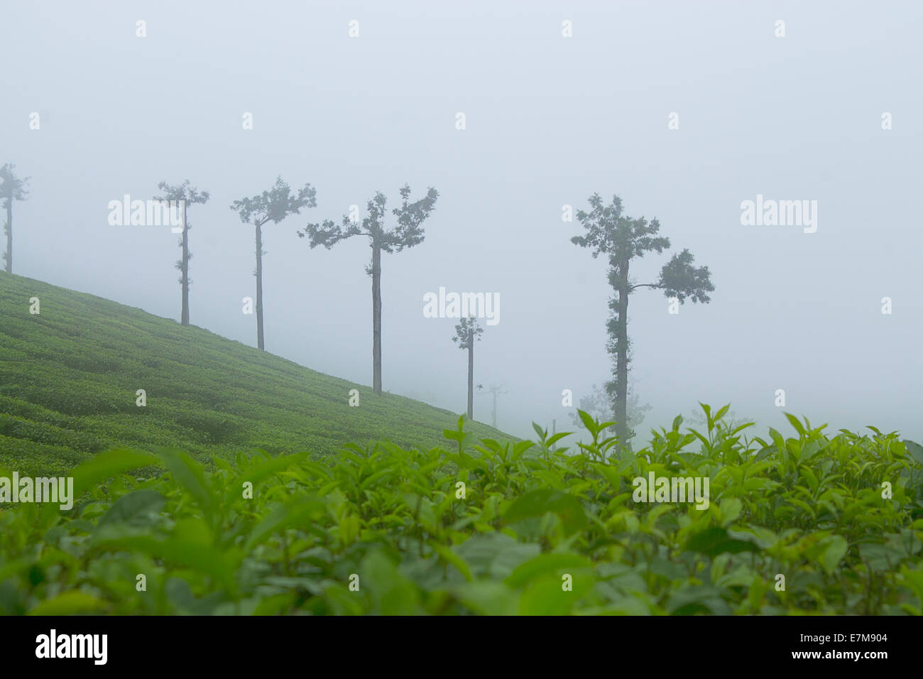 Immagine Stock - la piantagione di tè Foto Stock