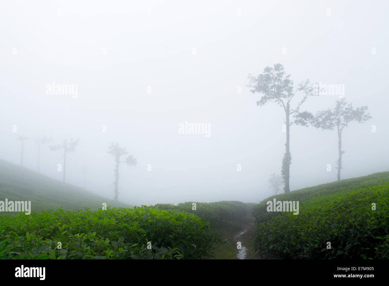 Immagine Stock - la piantagione di tè Foto Stock