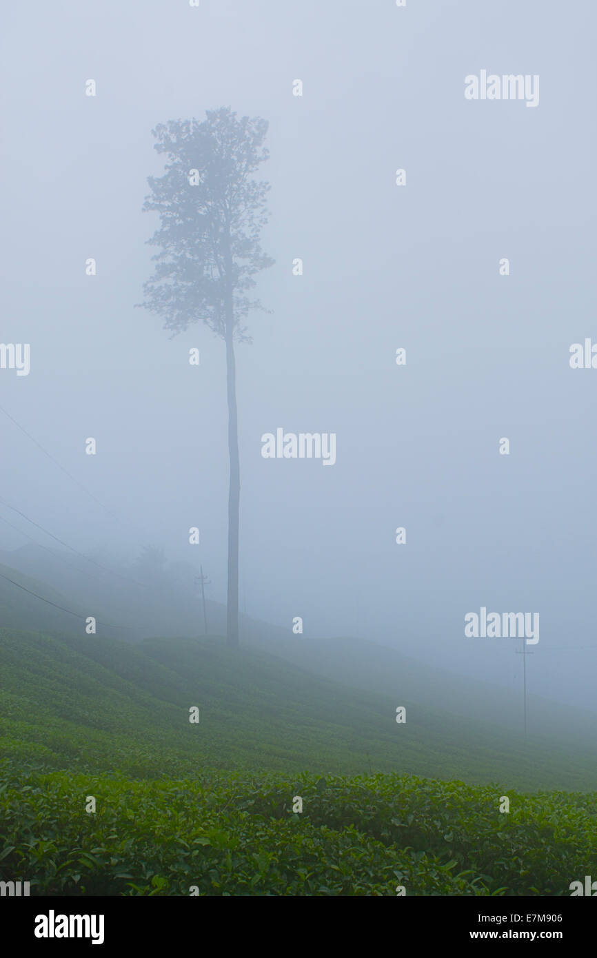 Immagine Stock - un albero in tra nebbia nella fattoria di tè Foto Stock