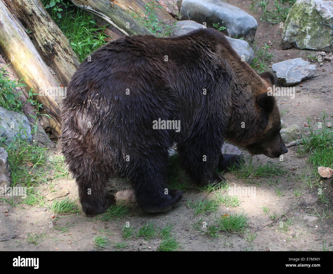 Eurasian l'orso bruno (Ursus arctos arctos) fiutando fuori sentiero Foto Stock
