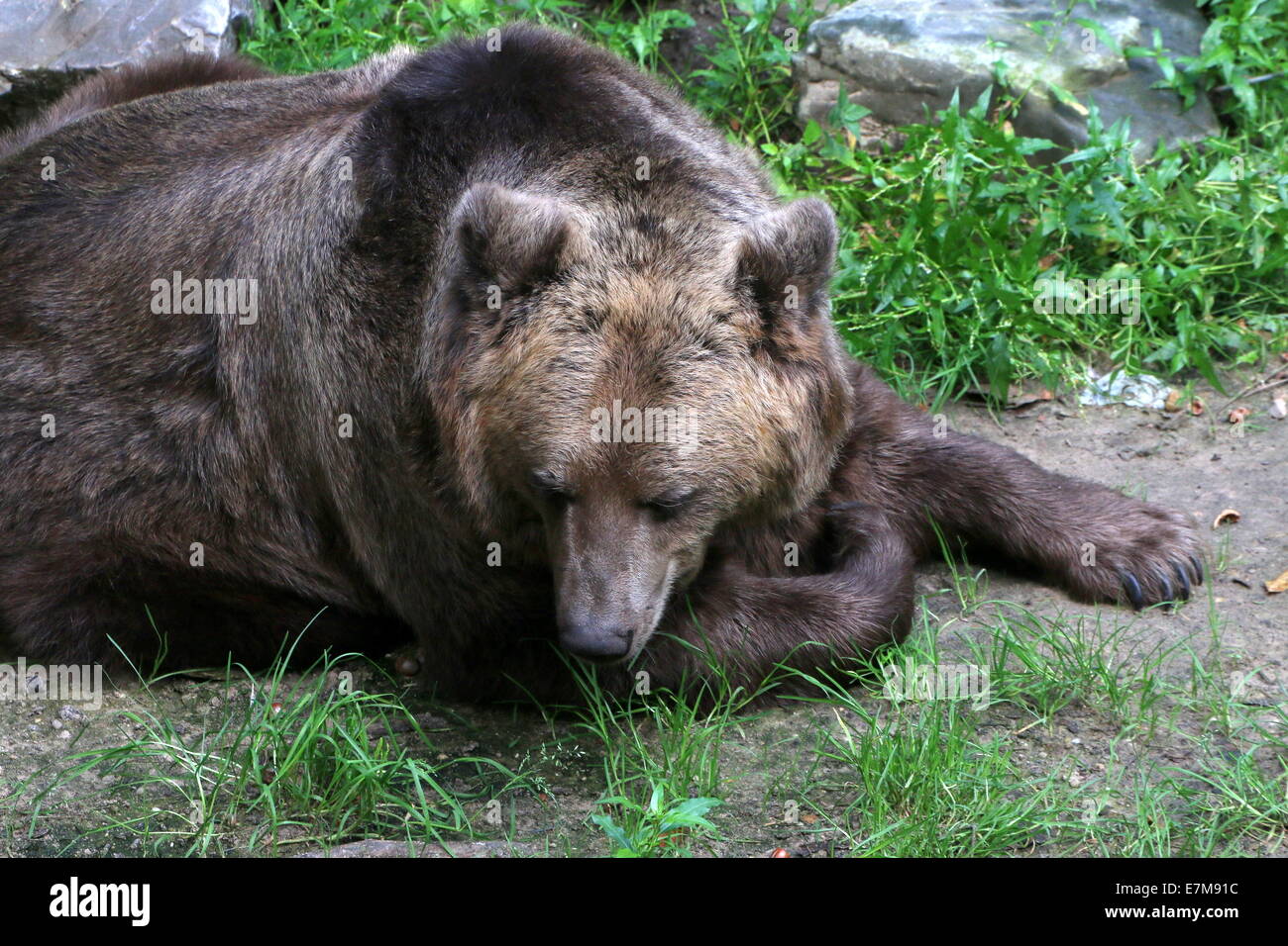 Close-up di un pigro Eurasian orso bruno della grande foresta di orso in Ouwehands Dierenpark, Rhenen, Paesi Bassi Foto Stock
