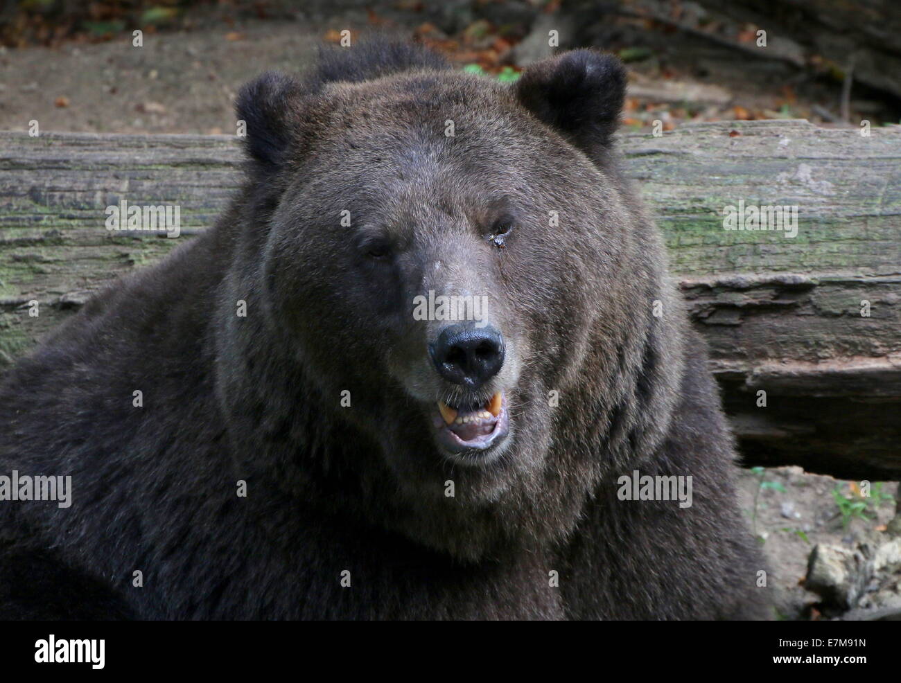 Close-up di un Eurasian l'orso bruno (Ursus arctos) nella vasta foresta orso (Berenbos) di zoo Ouwehands, Rhenen, Paesi Bassi Foto Stock