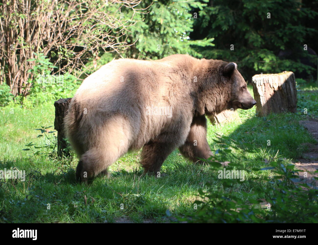 Eurasian orso bruno a camminare in un ambiente naturale Foto Stock