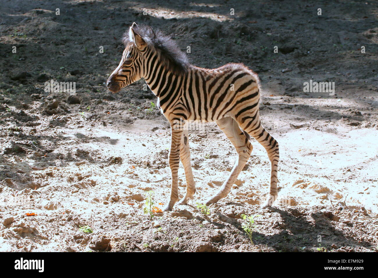 Un mese Chapman's zebra puledro (Equus quagga chapmani) camminando su una pianura sabbiosa in sun Foto Stock