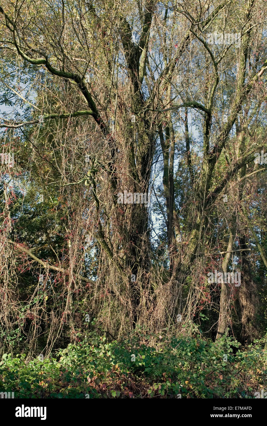 Piante rampicanti su albero Foto Stock