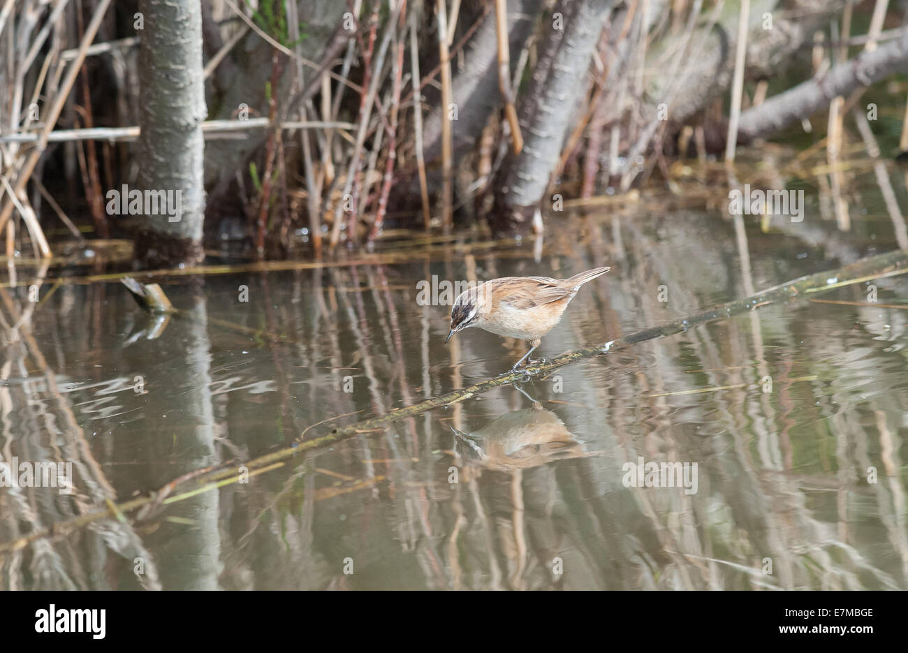 Un trillo moustached si riflette nell'acqua della palude Foto Stock