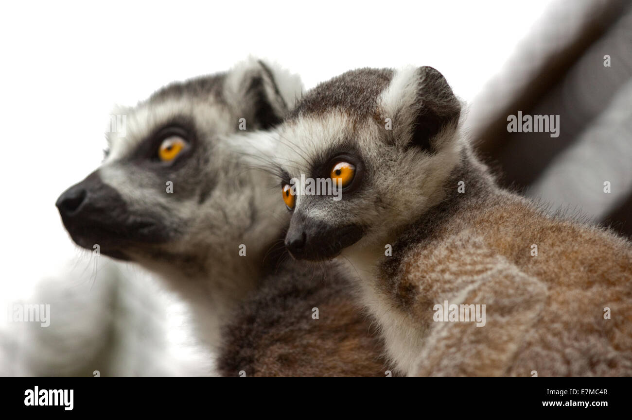 Baby lemure Ring-Tailed sulla madre del Back (Lemur catta) Foto Stock