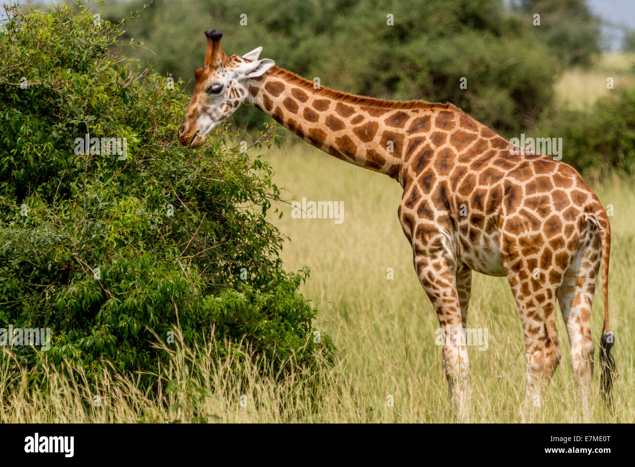 La rotschild la giraffa è uno dei più in pericolo la giraffa sottospecie. è anche conosciuta come la giraffa ugandesi o baringo Foto Stock