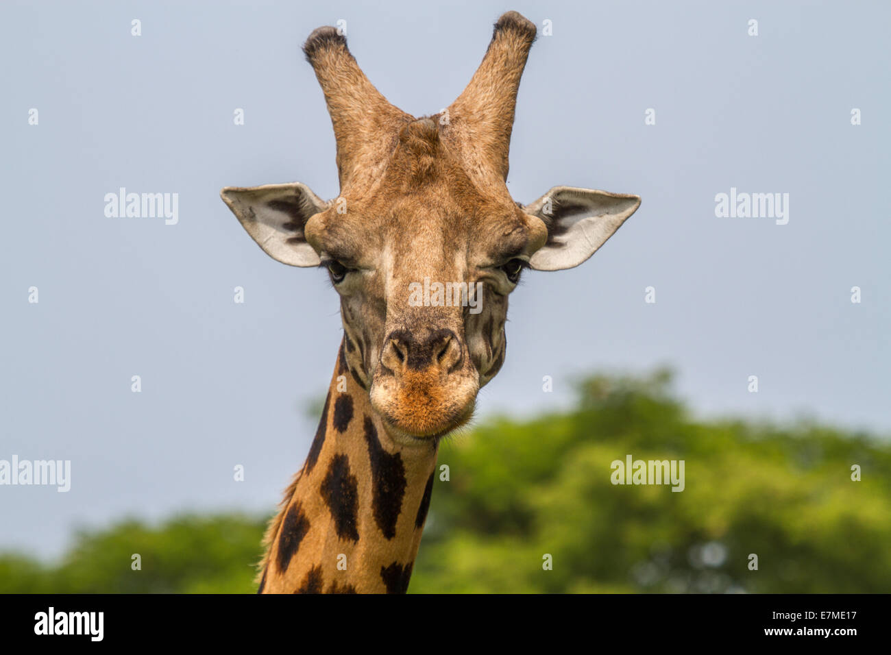 La rotschild la giraffa è uno dei più in pericolo la giraffa sottospecie. è anche conosciuta come la giraffa ugandesi o baringo Foto Stock