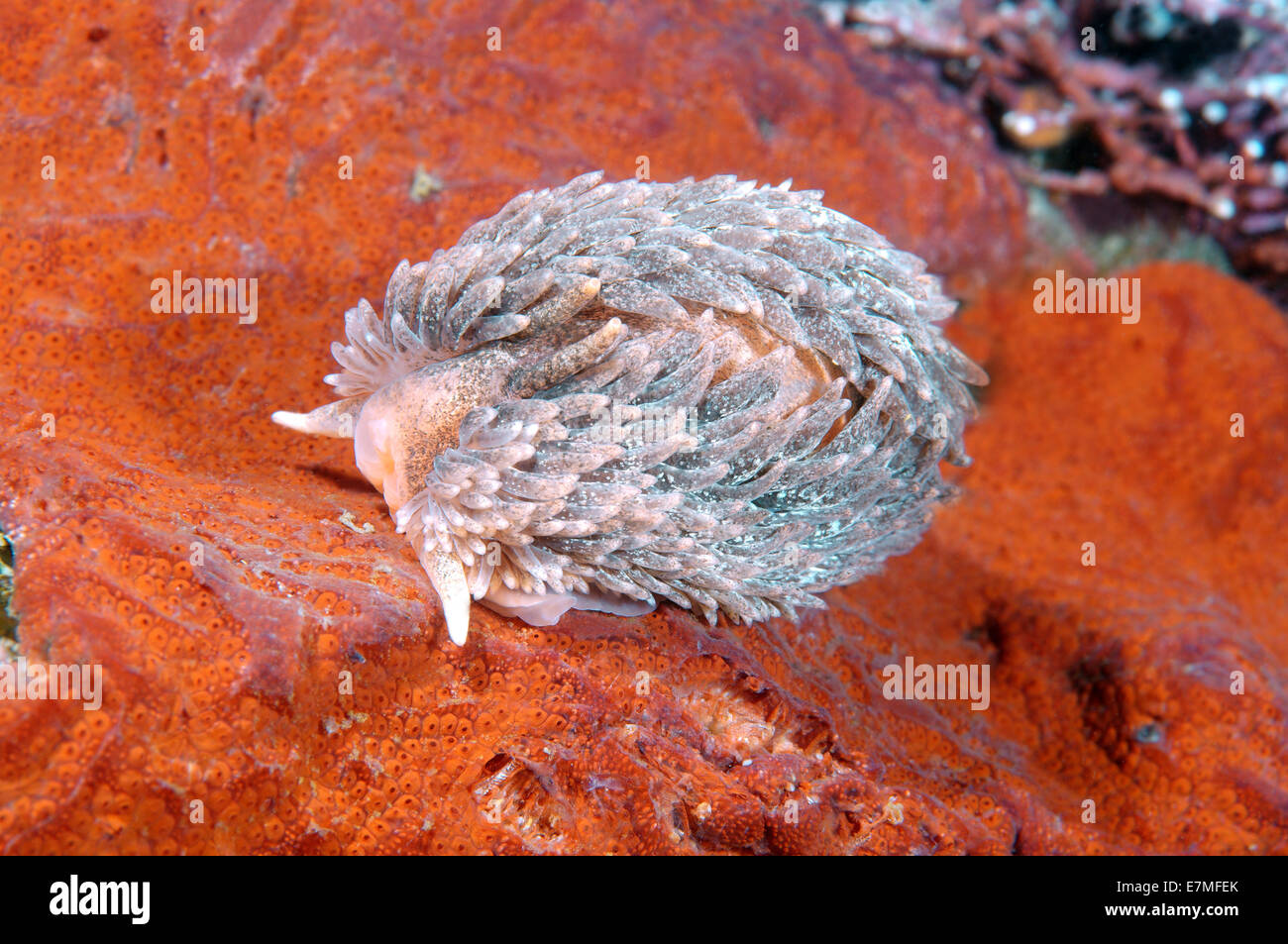 Maned Sea-Slug, Maned nudibran o mare Mous (Aeolidia papillosa) Mare del Giappone, Rudnaya Pristan, Estremo Oriente, Primorsky Krai, Russia Foto Stock