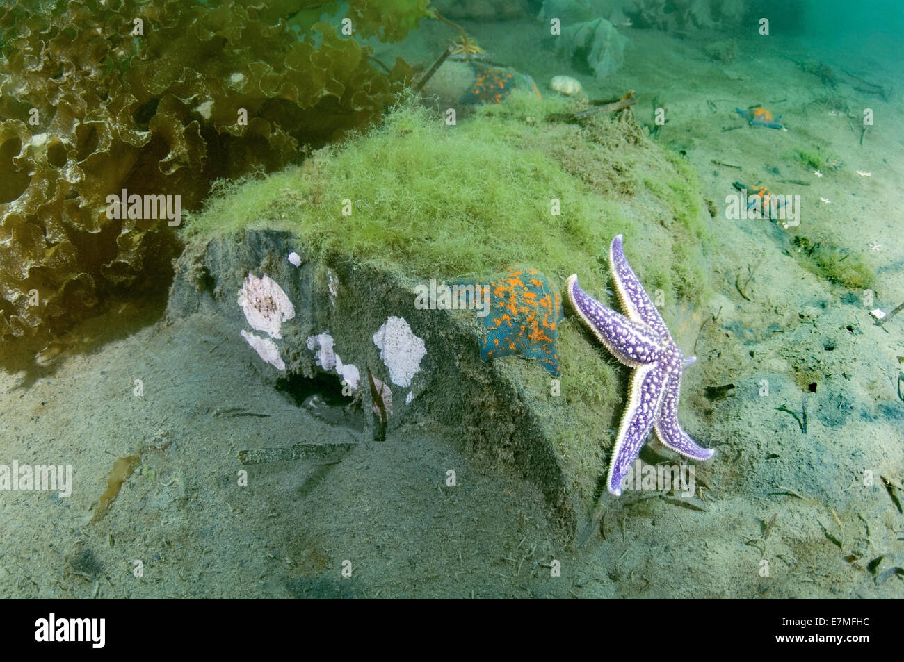 Pacifico settentrionale seastar o giapponese starfish comune (Asterias amurensis) Mare del Giappone, Estremo Oriente, Primorsky Krai, Russo Federa Foto Stock